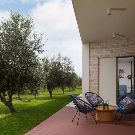 Beautiful Olive Grove *